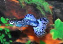 GUPPY SNAKESKIN BLEU (MÂLE) 