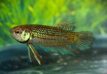 BETTA MAHACHAIENSIS