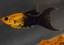 MOLLY GOLDDUST TUXEDO SLUIER