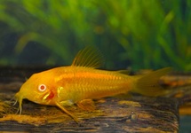 PANZERWELS NEON GOLDSTRIPE ALBINO