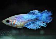 COMBATTANT CROWNTAIL (FEMELLE)