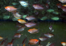 GOURAMI ASSORTIS
