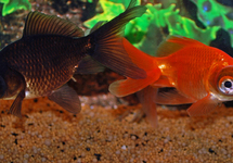 FANTAIL TELESCOPE MIX