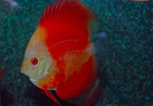 DISCUS RED MELON