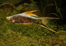 SWORDTAIL BERLIN BLACK