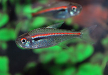 AMAPA TETRA