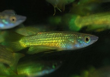 KILLIVIS LINEATUS GOUD