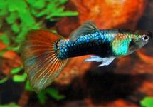 GUPPY NEON TUXEDO ROT MANN