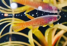 KILLIFISH COGNATUM