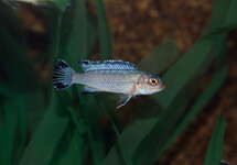 EISBLAUER MAULBRÜTER