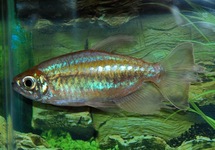 KONGOSALMLER   