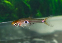 STRAWBERRY RASBORA