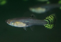 GUPPY SNAKESKIN GREEN FEMALE