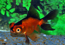 FANTAIL TELESCOPE RED/BLACK