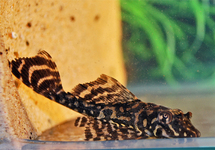 L001 GOLD SPOTTED PLECO