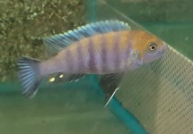 AFRA CICHLID COBUE