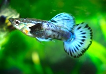 GUP TUXEDO BLAUW BERRY MAN