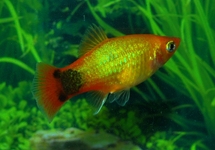 PLATY NEON DORÉ MICKEY