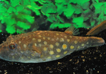 KOGELVIS ABEI