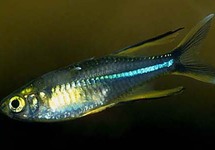 CELEBES RAINBOWFISH