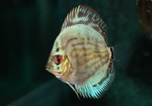 DISCUS BRILLIANT TURQOISE