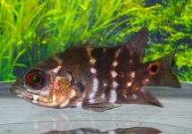 PAUWOOGCICHLIDE CRASSIPINNIS