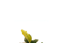 Anubias coffeifolia in pot (p5)