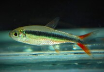 HOCKEYSTICK TETRA ROODVIN