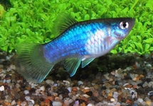 PLATY BLAUW