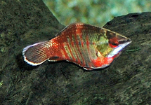 GOURAMI CHOCOLAT VAILLANTI