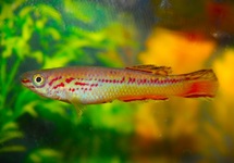 AMIET'S LYRETAIL ONLY MALES