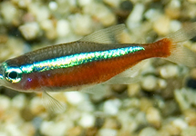 CARDINAL TETRA COLOMBIA