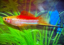 ZWAARDDRAGER PINEAPPLE