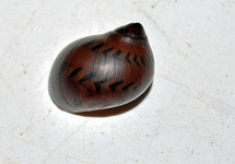 RED ONION SNAIL