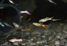 ENDLER'S GUPPY  MIXED ENDLER (M/F)