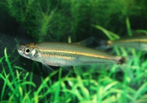 IGUANODECTES SPILURUS