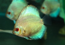 DISCUS BLEU DIAMANT