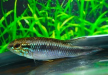 AGASSIZ'S DWARF CICHLID