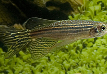 ZEBRAFISH LONG FIN