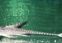 STEURMEERVAL MICROPS