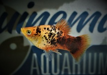 KORAALPLATY ORANGE SPOTTED