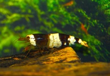 CRYSTAL BLACK SHRIMP