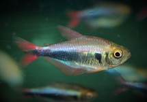 PERU ROOD BLAUW TETRA