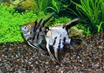MAANVIS KOI DIAMANT