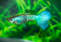 GUP BLAUW SAFFIER MAN