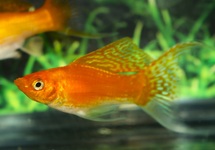 HOOGVINKARPER GOLD SLUIER