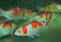KOI KOHAKU EUROPE