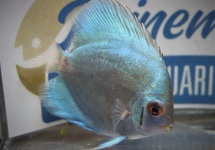 DISCUS BLAUW DIAMANT