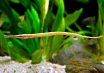 SHORT-TAILED PIPEFISH