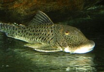 L187A SPOTTED BULLDOG PLECO